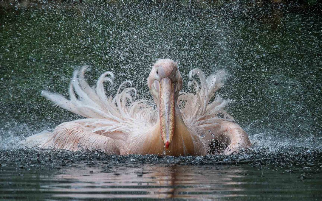 Winnaar wedstrijd “beste foto van het jaar 2015”