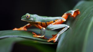 Costa Rica © Regi Popelier