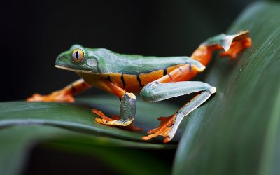 Regi’s Eye on Nature: een unieke voordracht door Regi Popelier op vrijdag 28 september 2018