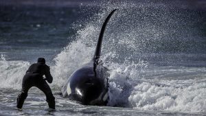 Falklands © Regi Popelier