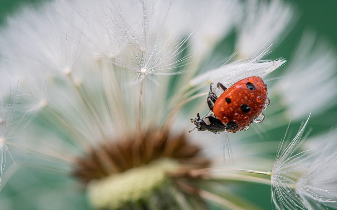 Challenge van de maand: april 2021 – thema “Ondersteboven”